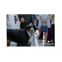 syrah-130903.JPG